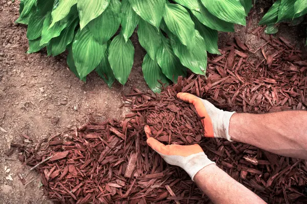 How To Choose The Right Mulch For Your Landscape Fairhope, AL How To Choose The Right Mulch For Your Landscape Fairhope, AL