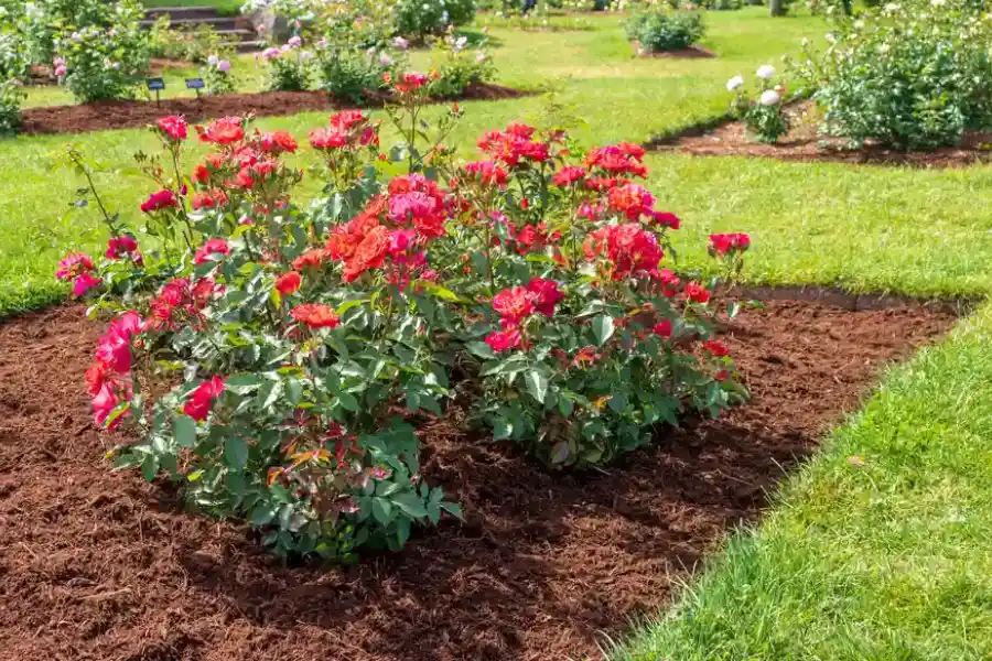How To Choose The Right Mulch For Your Landscape in Fairhope, AL How To Choose The Right Mulch For Your Landscape in Fairhope, AL