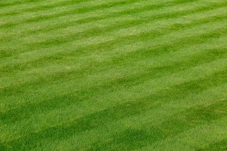 Key Services Offered By Professional Lawn Care Providers Fairhope, AL Key Services Offered By Professional Lawn Care Providers Fairhope, AL