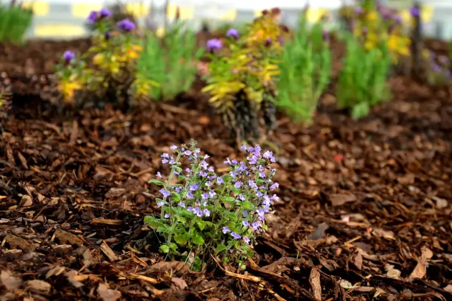 Why Mulching Improves The Appearance Of Your Garden Fairhope, AL Why Mulching Improves The Appearance Of Your Garden Fairhope, AL