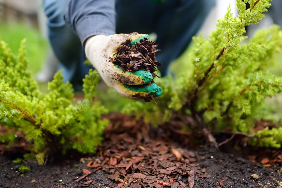 Why Mulching Improves The Appearance Of Your Garden in Fairhope, AL Why Mulching Improves The Appearance Of Your Garden in Fairhope, AL